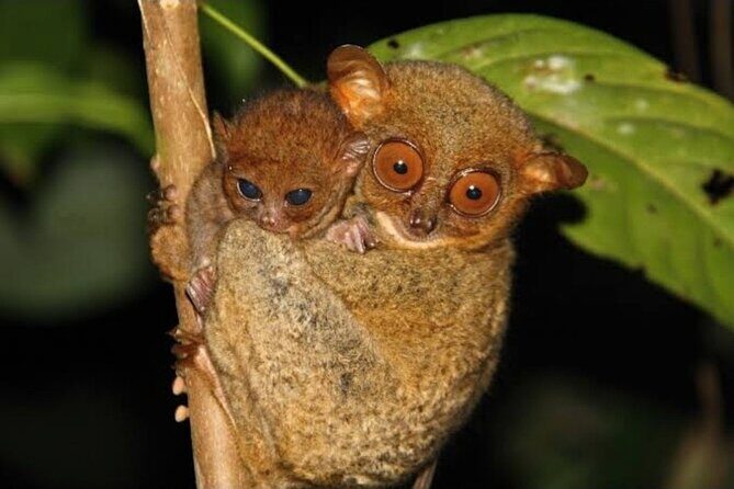 2025 Tarsier, Waterfalls & Chocolate Hills Tour - Getting around Tagbilaran-area towns without wasting time