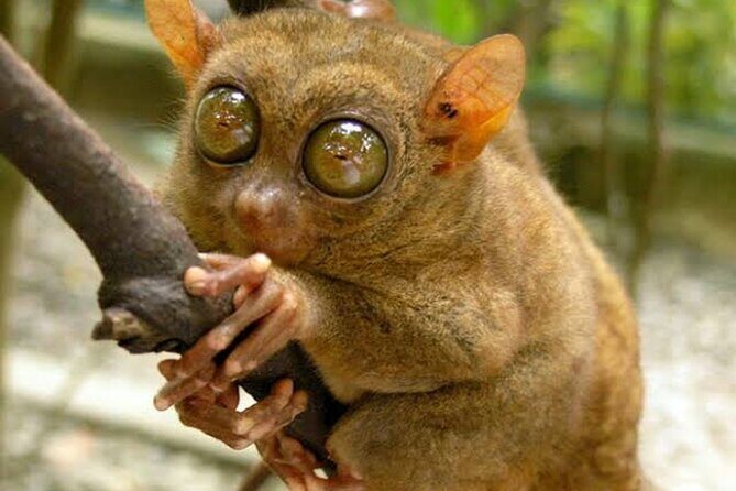 2025 Tarsier, Waterfalls & Chocolate Hills Tour - Tarsier Sanctuary in Corella: quiet time with a weird little animal