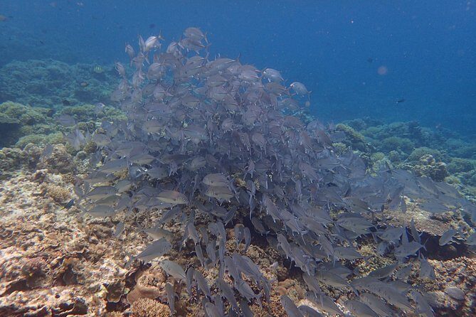 Anilao Snorkel Safari: Explore the Amazing Underwater World - The Morning Drive: Comfortable Pickup, Early Start, Real Timing