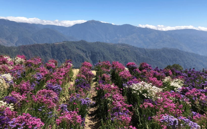 Baguio Atok Flower Blossoms (Private Tour) - Key things to know before you go