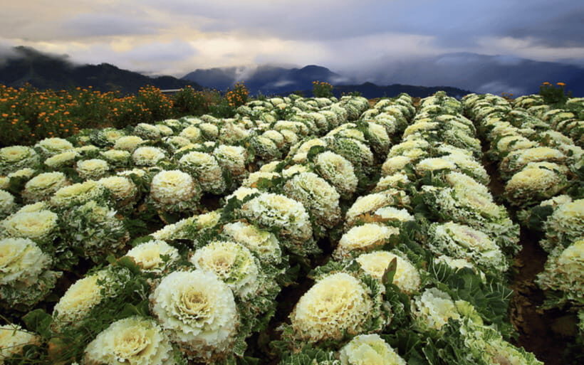 Baguio Atok Flower Blossoms (Private Tour) - Northern Blossom Flower Farm: rose cabbages, lots of color, and Mt. Pulag in the mix