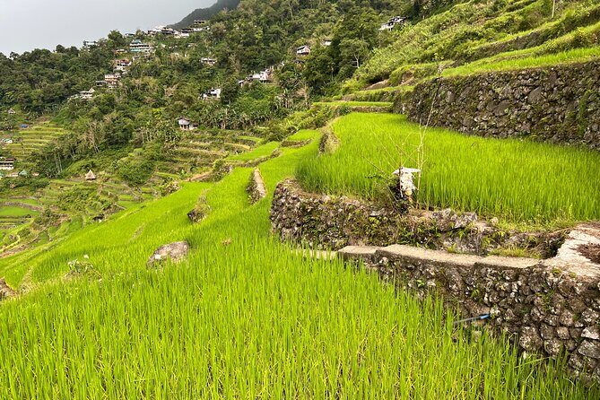 Batad Guided Tour - What’s really included: rice wine tasting and hand-milling