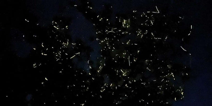 Bohol: Abatan River Firefly Watching Private Tour - Key Highlights You’ll Remember