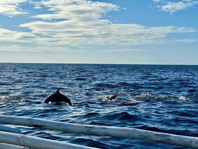 Bohol Balicasag Is Private Tour and Dolphin Watching - Price and Value at $108 Per Person (What’s Covered)