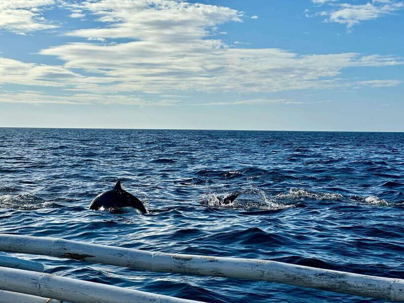 Bohol Balicasag Is Private Tour and Dolphin Watching - Dolphin Watching and Island Hopping: Early Eyes, Shared Space