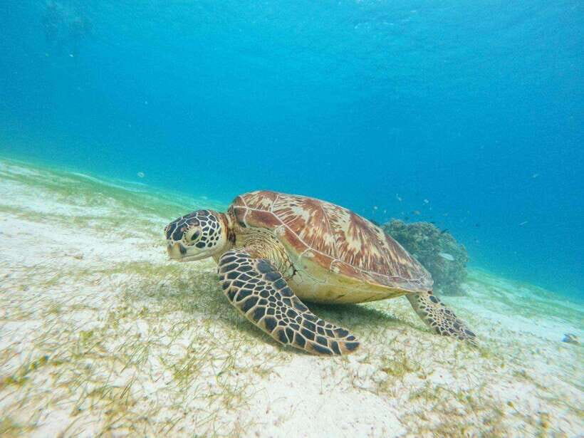 Bohol: Boat Tour to Sandbar and Snorkeling with Turtles - From Panglao beaches to the boat: how the start really works