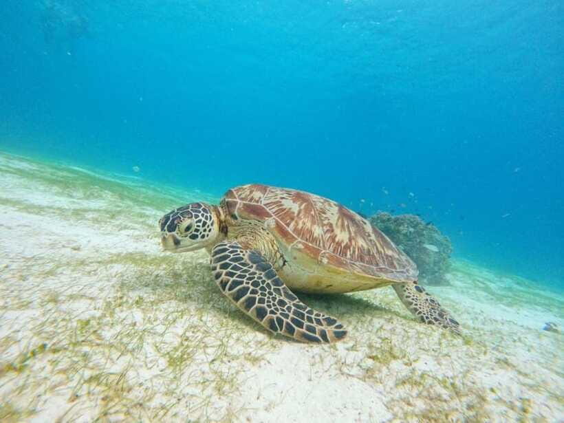 Bohol: Boat Tour to Sandbar and Snorkeling with Turtles - Who should book this tour—and who should not