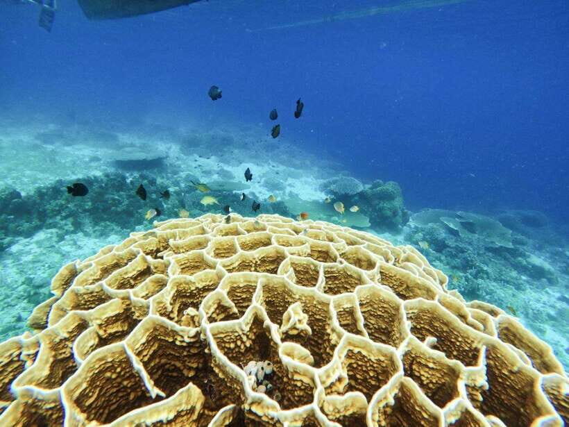 Bohol: Boat Tour to Sandbar and Snorkeling with Turtles - FAQ
