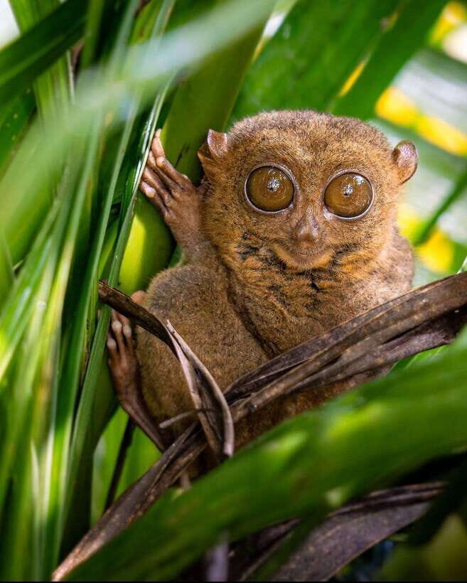 Bohol: Budget Chocolate Hills & Tarsiers -Backpacker Special - Key things you should know before you go