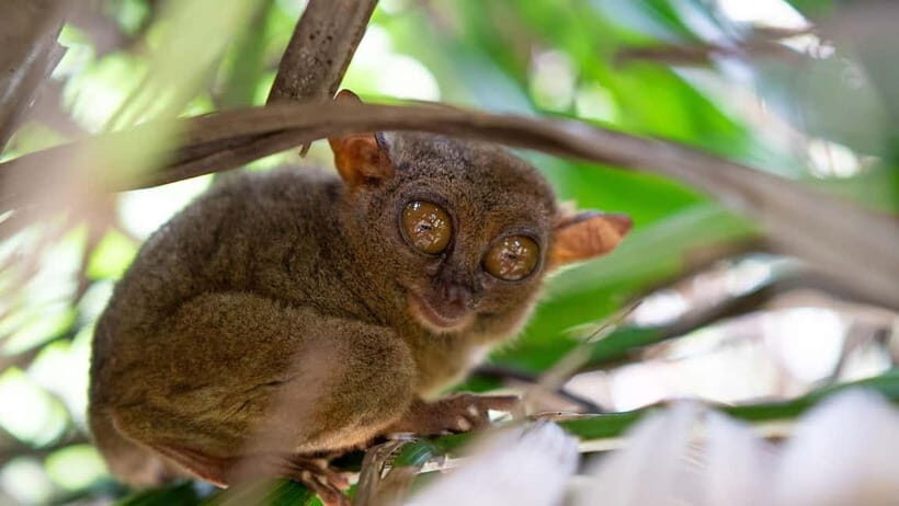 Bohol Chocolate hills Private Tour - Tarsier Sanctuary in Corella: small wildlife, big first impact