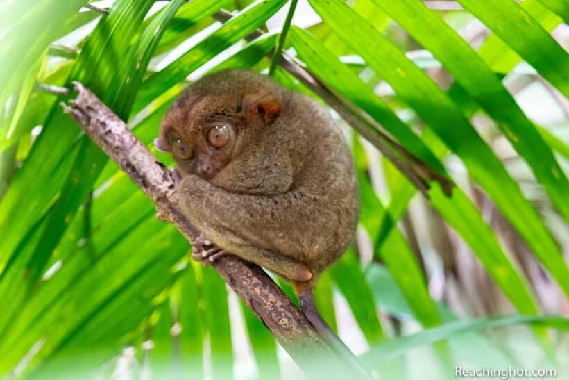 Bohol: Chocolate Hills, Tarsier, and Loboc River Tour - Key things I’d watch for