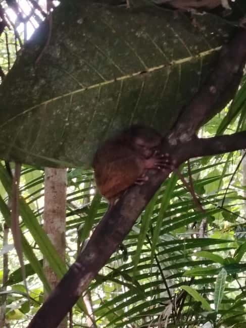 BOHOL: Chocolate Hills, Tarsiers and Loboc River Day Tour - Price and value: what you really pay in the real world