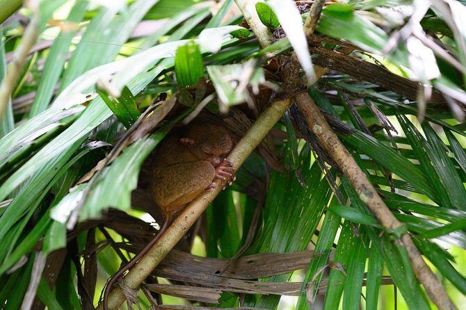 Bohol Chocolate Hills & Tarsiers with roundtrip ferry from Cebu - What to expect on the ground: walking, timing, and how to stay sane