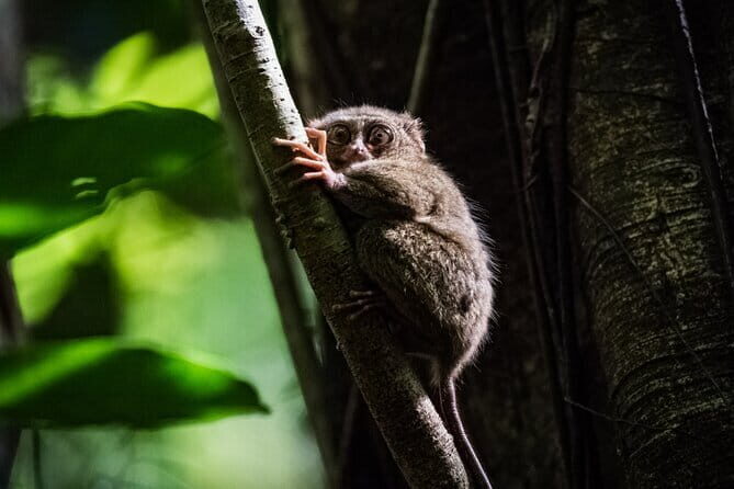 Bohol Country Side Tour - Private w/ Lunch - Key highlights to know before you go