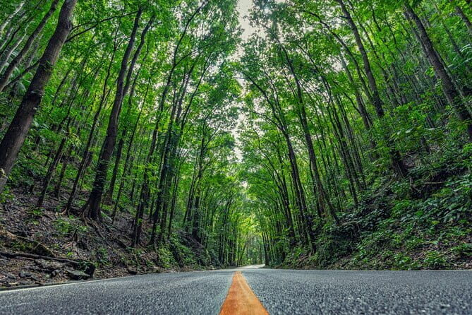Bohol Country Side Tour - Private w/ Lunch - Stop 2: Bilar Man-Made Mahogany Forest for a Cooler Nature Break