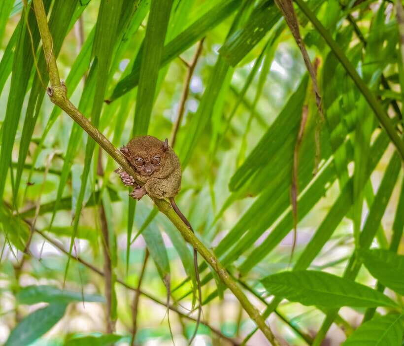 Bohol Countryside Private Tour From Cebu City - Chocolate Hills Natural Monument: guided time that helps you see more