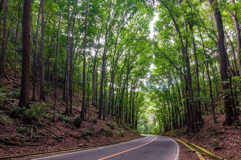 Bohol: Countryside Tour with Loboc (Buffet Lunch) - Blood Compact Shrine: Where the First Treaty Gets Real