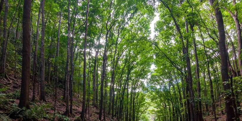 Bohol: Countryside Tour with Loboc (Buffet Lunch) - Loboc River Cruise and Buffet Lunch: The Day’s Best Rhythm