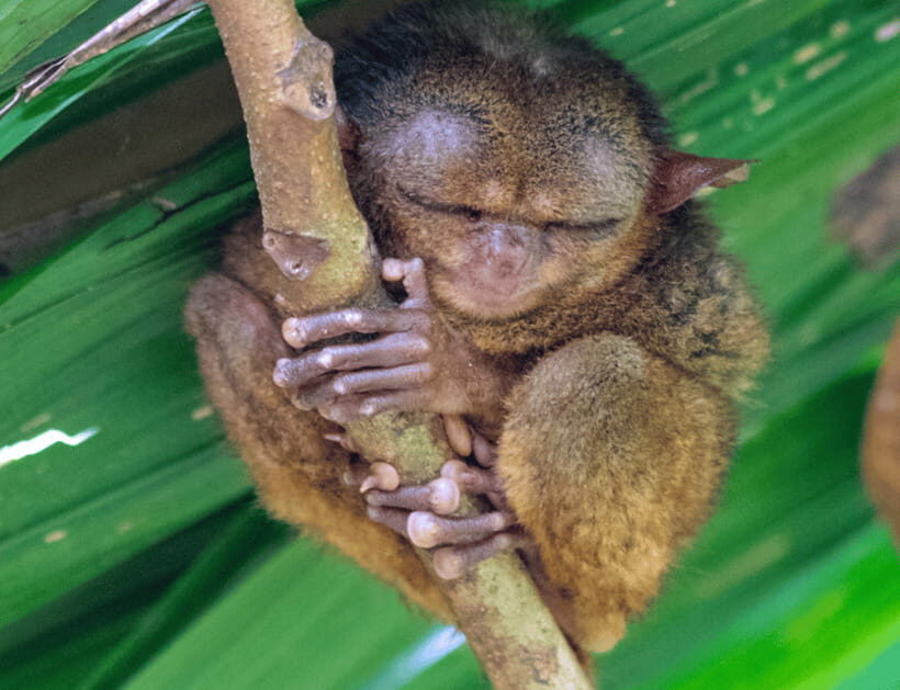 Bohol: Countryside Tour with Tarsiers and Chocolate Hills - Transportation, Pace, and the English Guide Reality Check