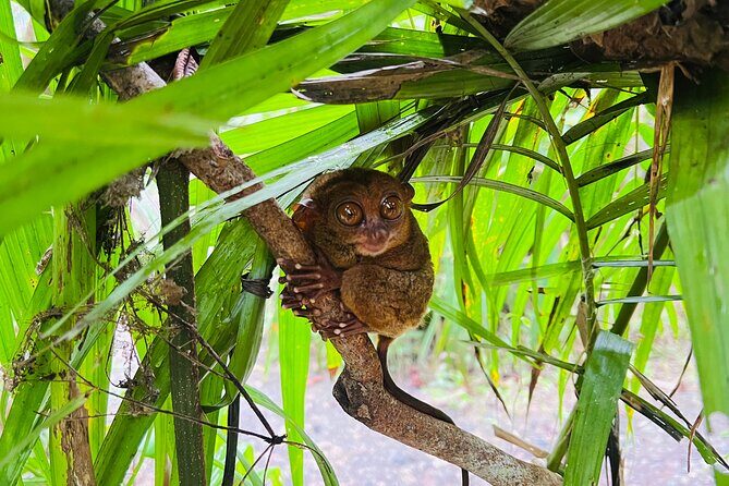 Bohol Day Tour with Round-Trip Transfers from Cebu - A 6:00 am start that sets up your Bohol day