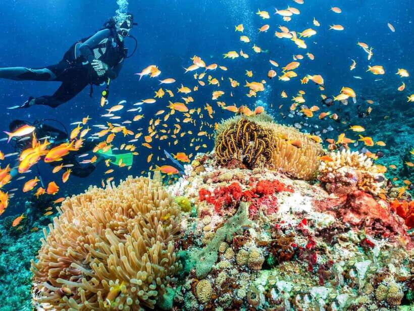 Bohol: Discover Scuba Diving - No Experience Needed - Panglao’s warm water and a training plan that lowers the stress