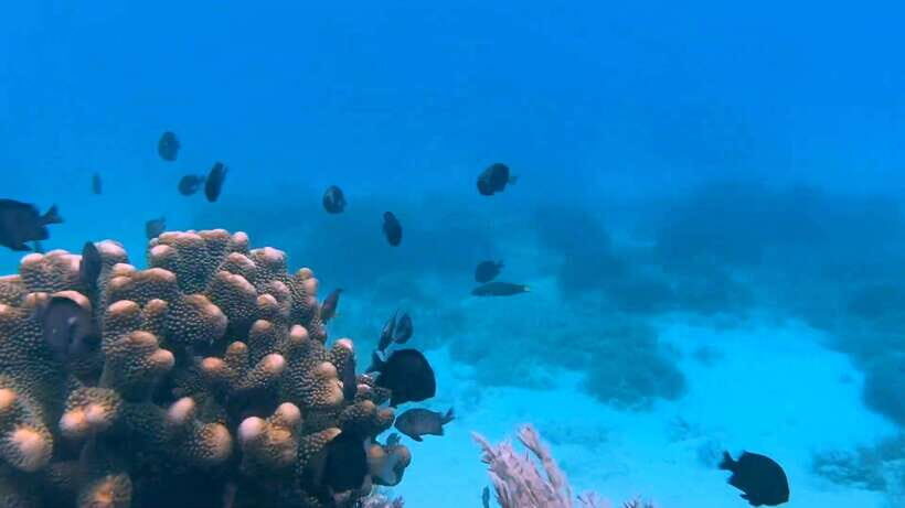 Bohol: Dolphin Watching & Snorkeling at Balicasag Island - How this 6-hour Balicasag trip actually feels