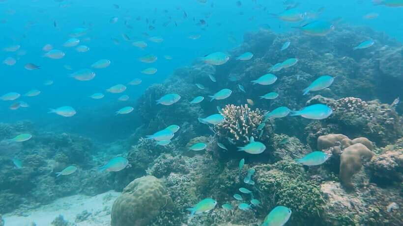 Bohol: Dolphin Watching & Snorkeling at Balicasag Island - Turtle sanctuary + coral reef guiding: why these stops matter