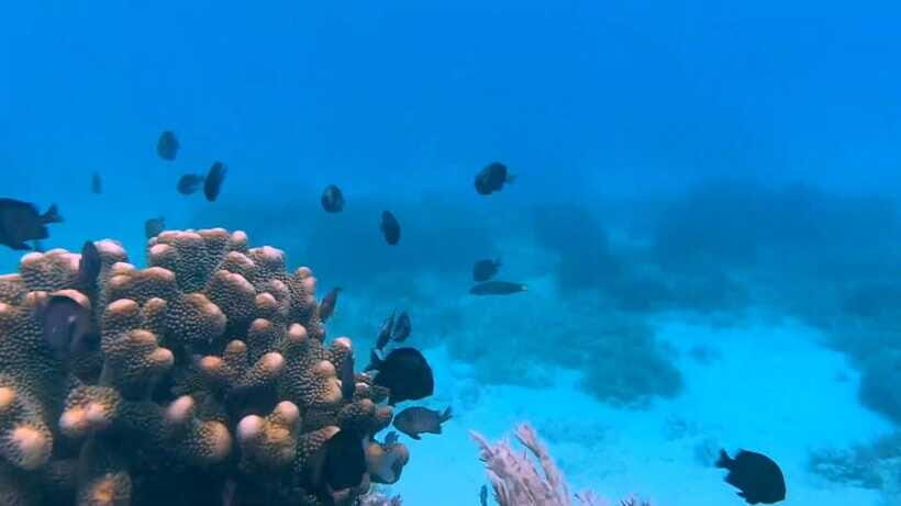 Bohol: Dolphin Watching & Snorkeling at Balicasag Island - Lunch reality: private boat comfort vs shared timing