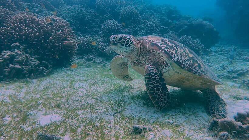 Bohol: Dolphin Watching & Snorkeling at Balicasag Island - What price covers—and why it can still be good value