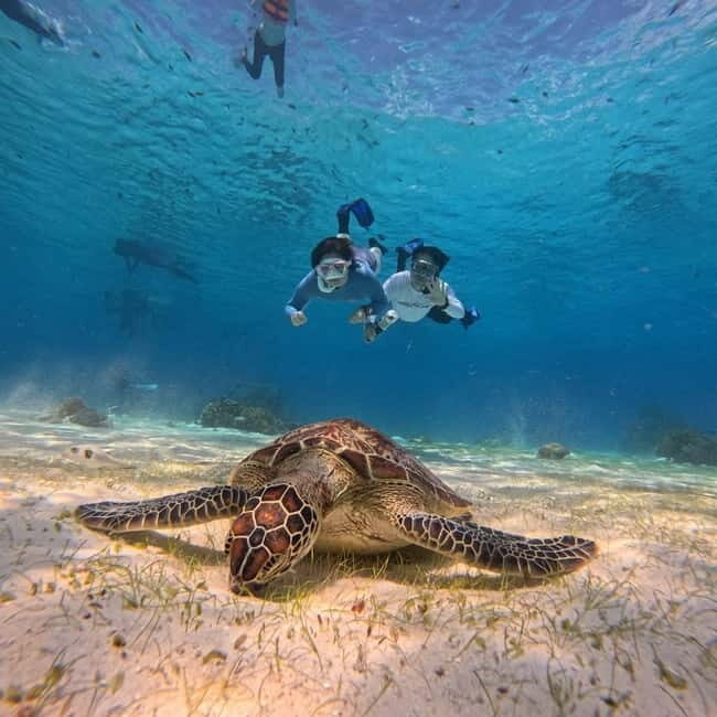 BOHOL: Dolphin Watching, Turtle Swim and Party Boat - Key Moments Worth Marking on Your Calendar