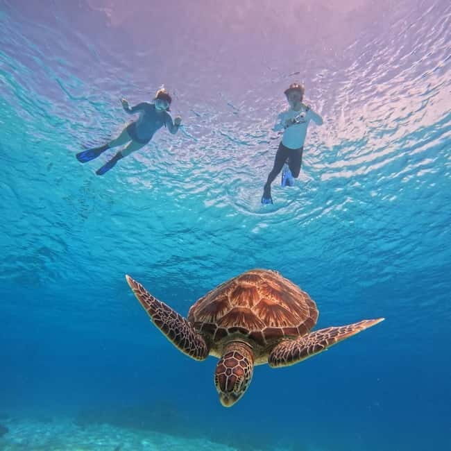 BOHOL: Dolphin Watching, Turtle Swim and Party Boat - Why This Bohol Boat Tour Feels Like a Good Value