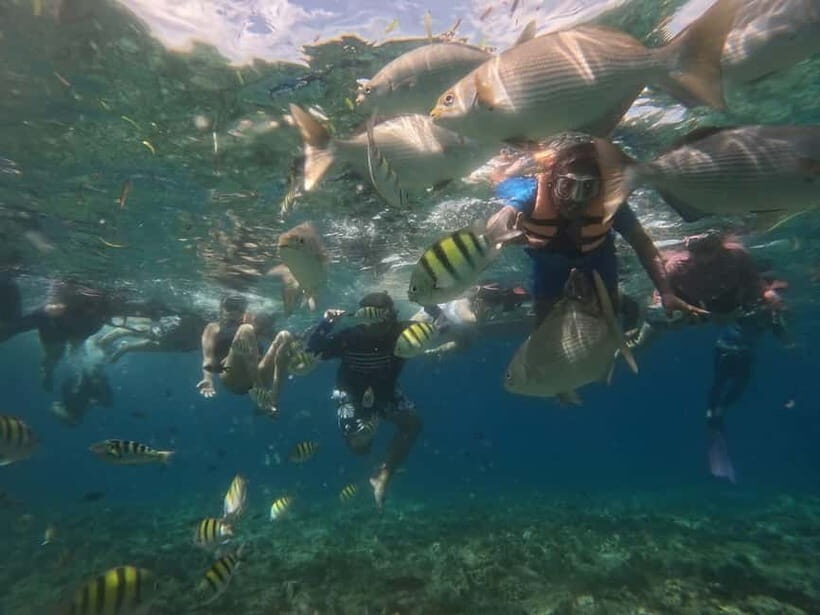 BOHOL: Dolphin Watching, Turtle Swim and Party Boat - What’s Included for $69 (and What You’ll Pay For Yourself)