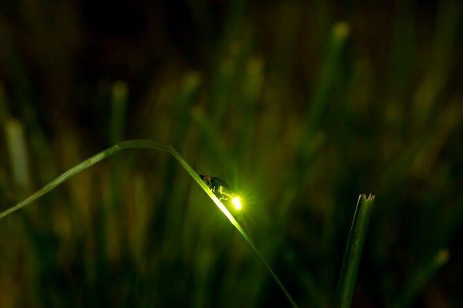 Bohol Firefly Watching (Private) - Glowing fireflies on Abatan: what makes this night different