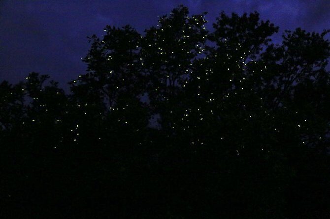Bohol Firefly Watching (Private) - On the water in mangroves: what the cruise feels like
