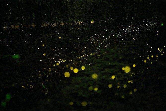 Bohol Firefly Watching (Private) - Time for photos, questions, and that slow nighttime pace
