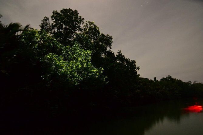 Bohol Firefly Watching (Private) - Transfers from Panglao or Tagbilaran: the real value of “easy”
