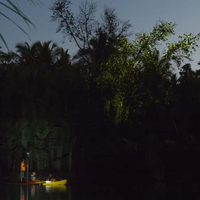 Bohol: Firefly Watching Shared Tour - Key things to know before you go