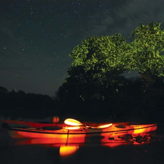 Bohol: Firefly Watching Shared Tour - Why Loboc’s mangroves create the firefly magic