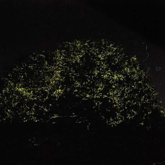 Bohol: Firefly Watching Shared Tour - Boat time: paddle boat versus motorized banca