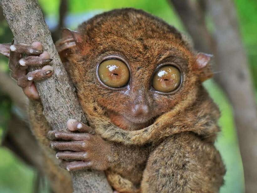 Bohol: Guided Chocolate Hills & Tarsiers Tour - Price and value: $25 plus ₱500 site fees, with the ₱950 cruise as the real choice