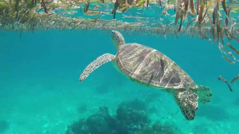 Bohol Island Hopping Tour (Private Tour) - Key points before you go