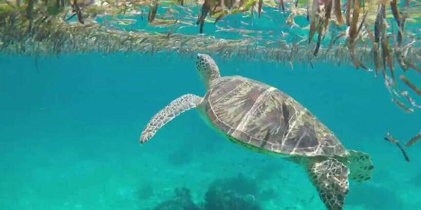 Bohol Island Hopping Tour (Private Tour) - Balicasag Island and Balicasag Reef snorkeling: where your time matters most
