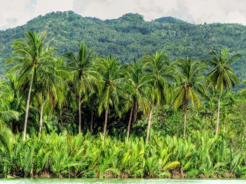 Bohol: Loboc River Buffet-Lunch Cruise with Private Transfer - The scenery shift: village views and untouched nature feel