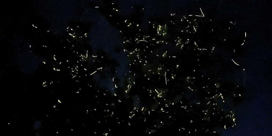 Bohol: Loboc River Firefly Watching Shared Tour - Pickup, Van Ride, and the 5–10 Minute Timing Reality