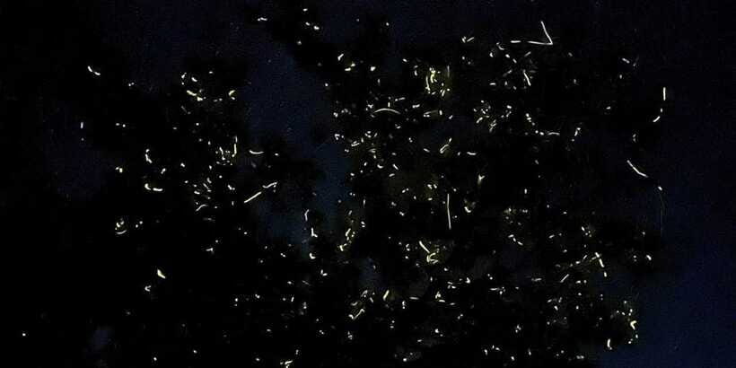 Bohol: Loboc River Firefly Watching Shared Tour - Stop-by-Stop: From Panglao or Tagbilaran to the River Lights