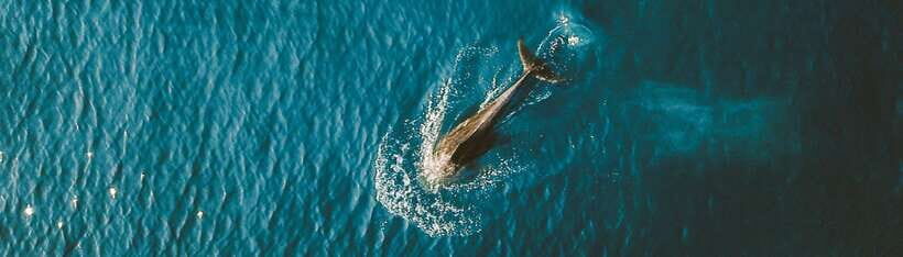 Bohol: Pamilacan Island Dolphin/Turtle Watching Tour & Lunch - Cruise Time for Dolphins: How the Short Watch Really Feels