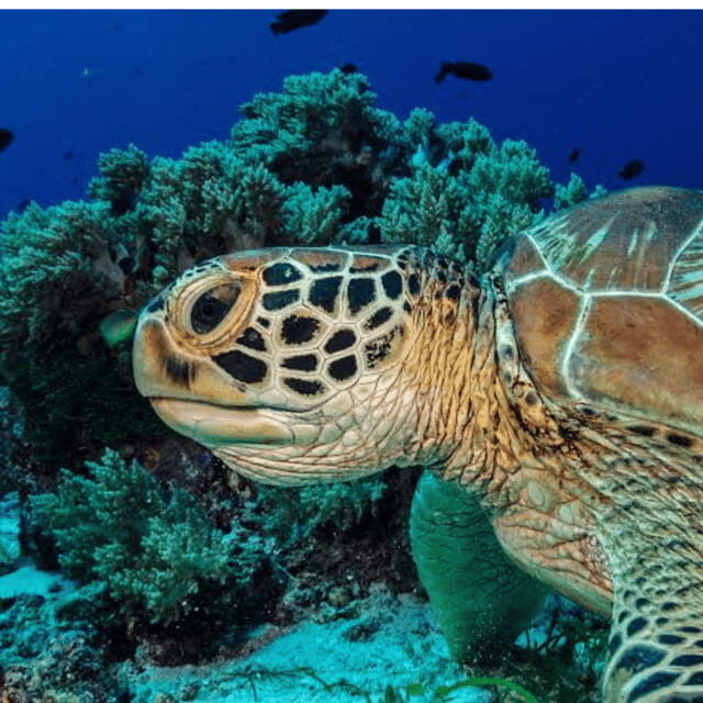Bohol: Panglao Island Hopping Tour with Snorkeling (Private) - Who this Panglao tour is best for