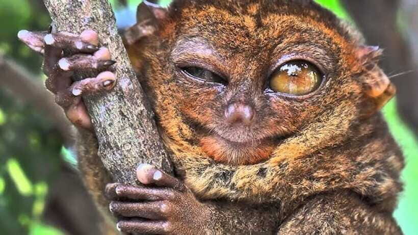Bohol: Premium Chocolate Hills, Tarsiers & River Experience - Timing, Transport, and Small-Group Comfort That Makes a Difference
