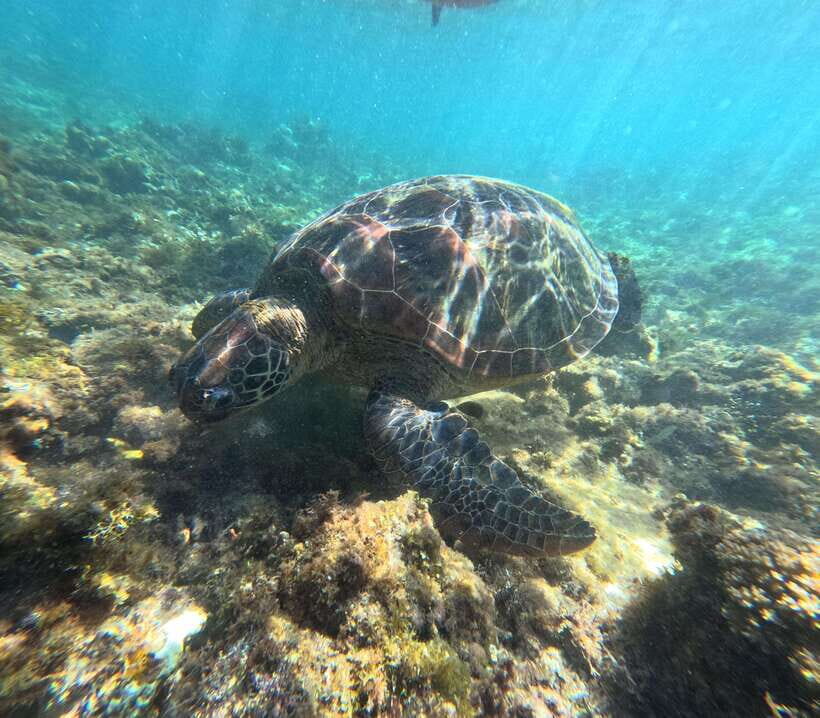 Bohol PREMIUM PAMILACAN Island Tour - Snorkeling with turtles and coral: gear you get, gear you should bring