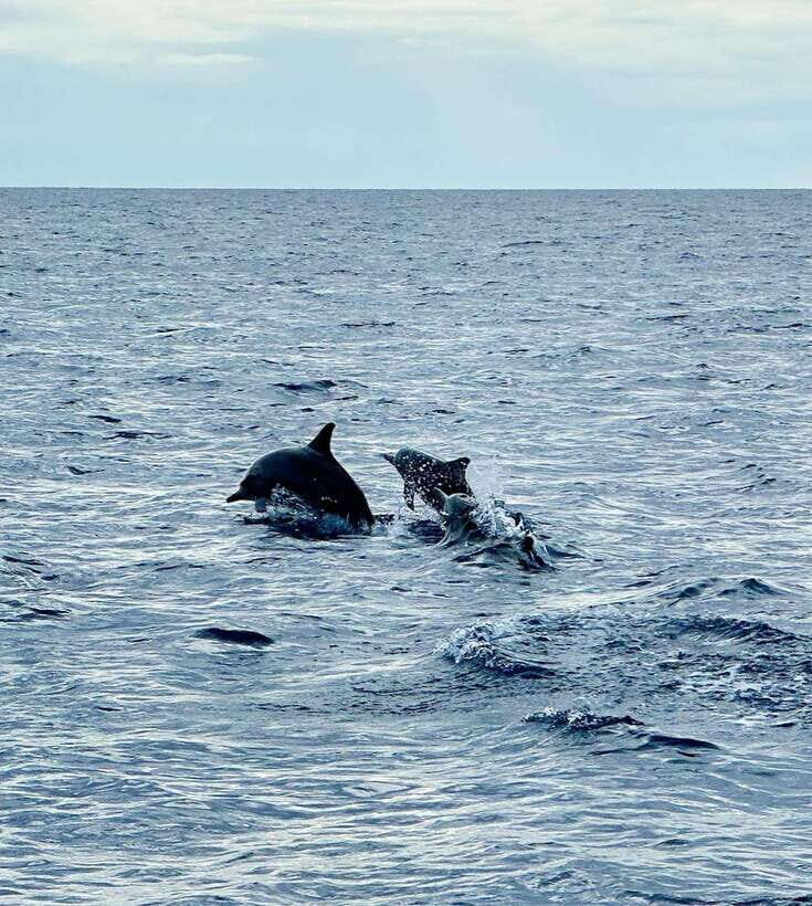 Bohol PREMIUM PAMILACAN Island Tour - Dolphin watching in the morning: exciting, but don’t bet your day on it